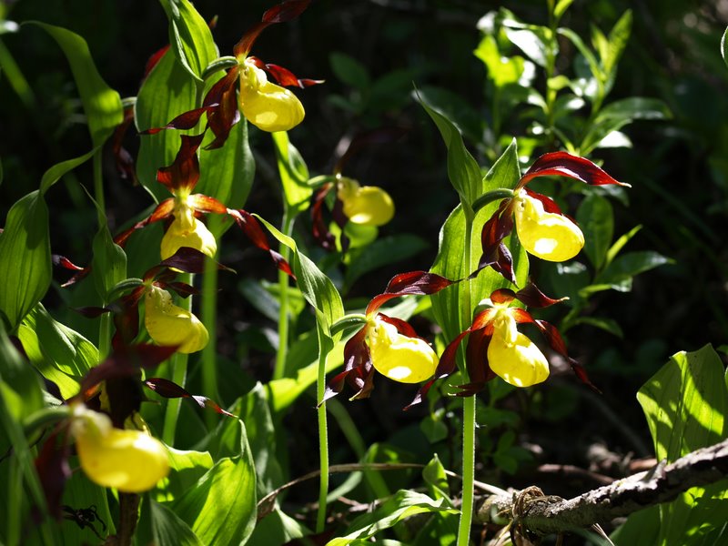 Orchidee val Brenta